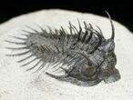 Spiny Comura Trilobite - Reconstructed Spines #8645-3
